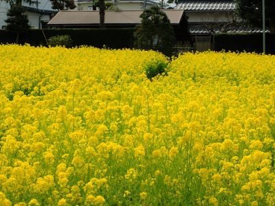 川和町駅前の菜の花畑
