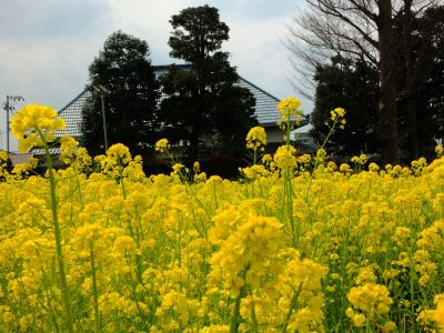 川和町駅前の菜の花畑
