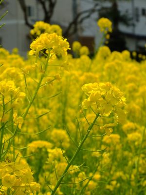 川和町駅前の菜の花畑
