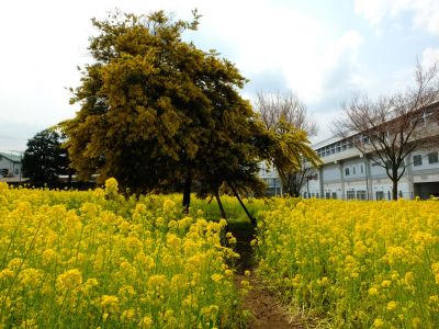 川和町駅前の菜の花畑
