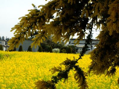川和町駅前の菜の花畑
