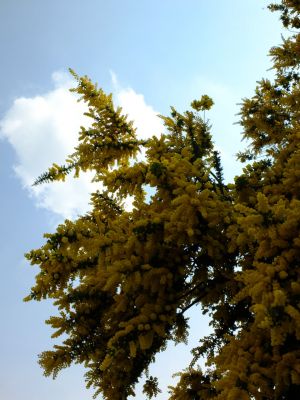 川和町駅前の菜の花畑

