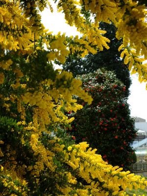 川和町駅前の菜の花畑
