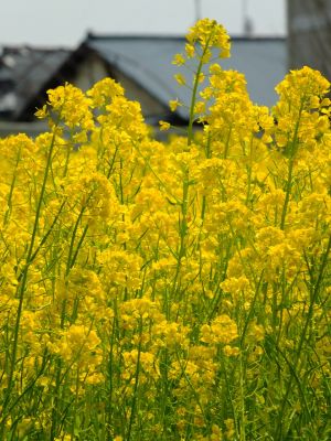 川和町駅前の菜の花畑
