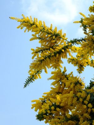 川和町駅前の菜の花畑
