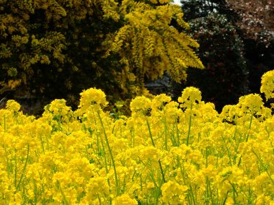川和町駅前の菜の花畑
