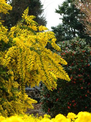 川和町駅前の菜の花畑
