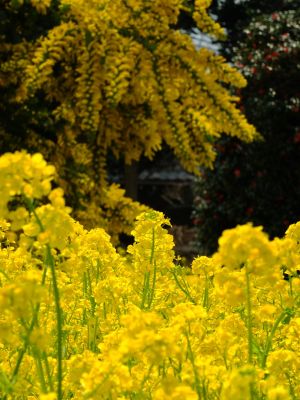 川和町駅前の菜の花畑

