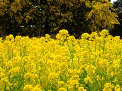 川和町駅前の菜の花畑
