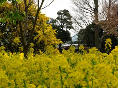 川和町駅前の菜の花畑
