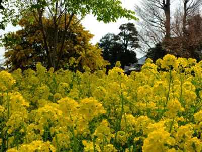 川和町駅前の菜の花畑
