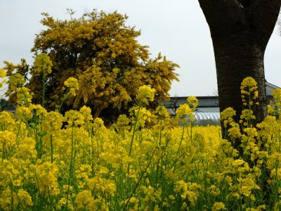 川和町駅前の菜の花畑
