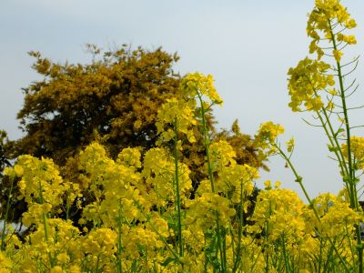 川和町駅前の菜の花畑
