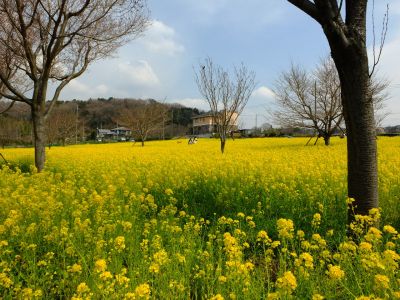 川和町駅前の菜の花畑
