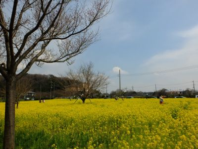 川和町駅前の菜の花畑
