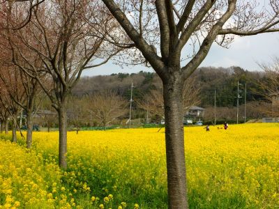川和町駅前の菜の花畑、桜は越の彼岸
