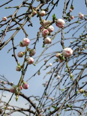 川和町駅前の菜の花畑「花桃」
