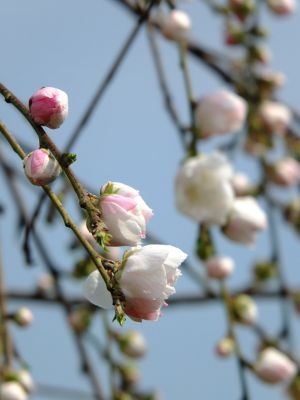 川和町駅前の菜の花畑「花桃」
