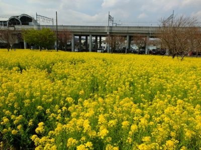 川和町駅前の菜の花畑
