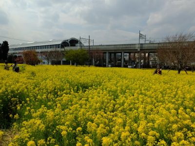 川和町駅前の菜の花畑
