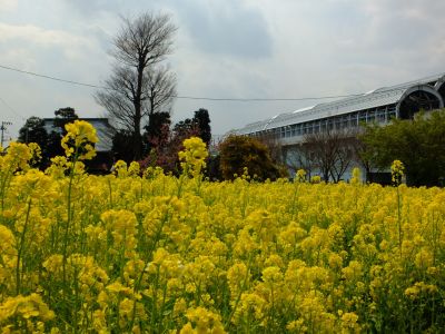 川和町駅前の菜の花畑
