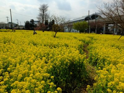 川和町駅前の菜の花畑
