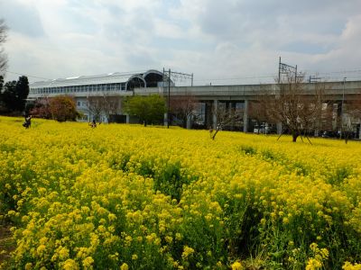 川和町駅前の菜の花畑
