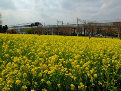 川和町駅前の菜の花畑
