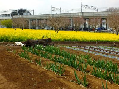 川和町駅前の菜の花畑
