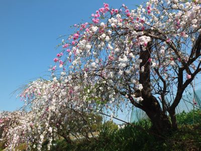 川和町駅前（はなもも）
