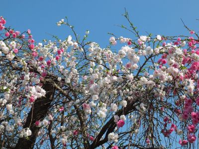 川和町駅前（はなもも）
