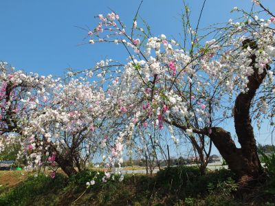 川和町駅前（はなもも）
