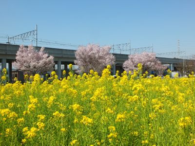 川和町駅前（菜の花＆越の彼岸）
