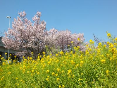 川和町駅前（菜の花＆越の彼岸）

