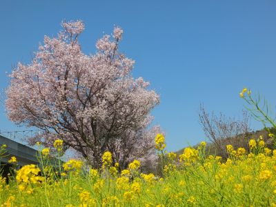 川和町駅前（菜の花＆越の彼岸）
