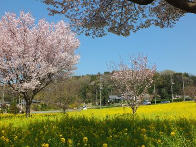 川和町駅前（菜の花＆越の彼岸）
