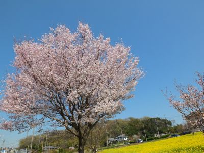 川和町駅前（菜の花＆越の彼岸）
