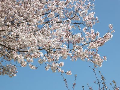 川和町駅前（越の彼岸）
