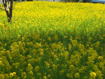 川和町駅前（菜の花）
