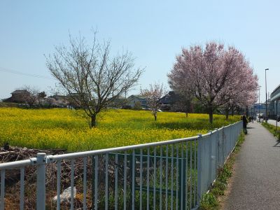 川和町駅前（菜の花＆越の彼岸）
