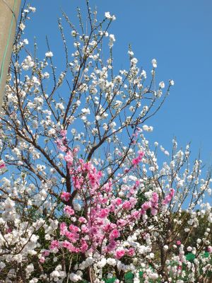 川和町駅前（はなもも）
