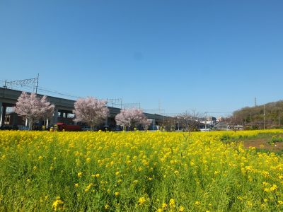 川和町駅前（菜の花＆越の彼岸）
