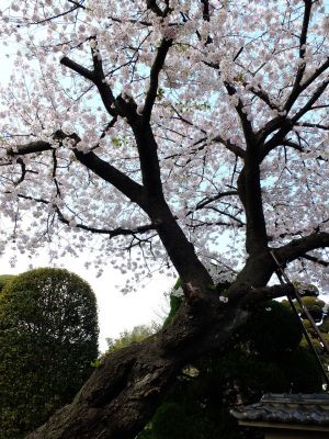 瑞雲寺のさくら
