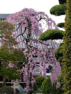 瑞雲寺の垂れ八重桜
