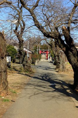 八幡神社（参道）大きな櫻の木が

