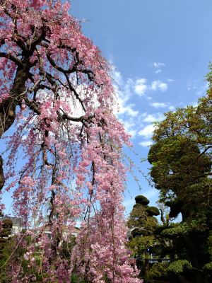 瑞雲寺の垂れ八重桜
