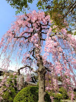 瑞雲寺の垂れ八重桜
