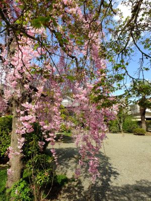瑞雲寺の垂れ八重桜
