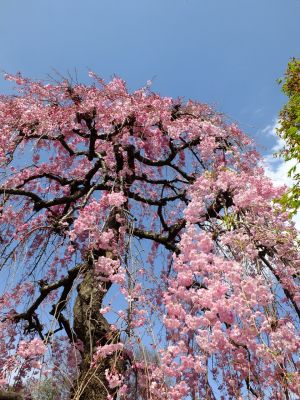瑞雲寺の垂れ八重桜
