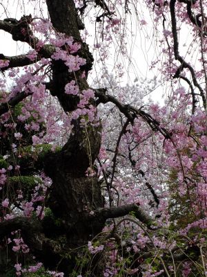 瑞雲寺の垂れ八重桜
